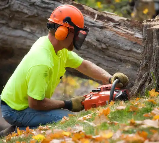 tree services South Williamson